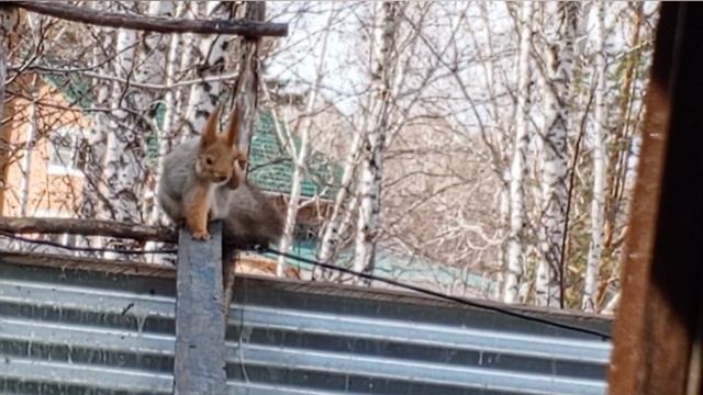 вольные белочки