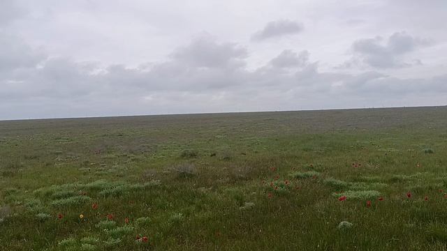 Тюльпаны, Калмыкия. 19.04.26г.