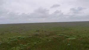 Тюльпаны, Калмыкия. 19.04.26г.