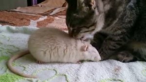 [Теодор Павлов] - Кот заботится о домашней крысе.