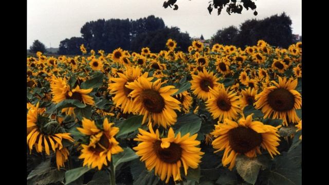 Подсолнухи