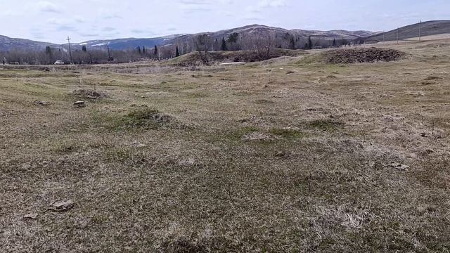 Подключили электропастухОтправили Мару к коровам