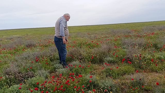 Степь цветёт. Астраханская обл.. 19.04.26г.