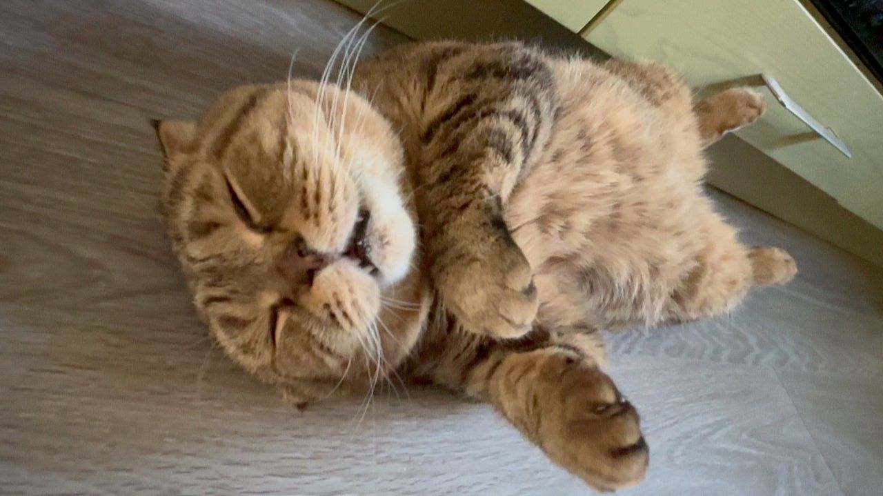 Жизнь вне орхидей- первый раз так ЗАТОПИЛО за 10 лет - один МИТЯ в нирване