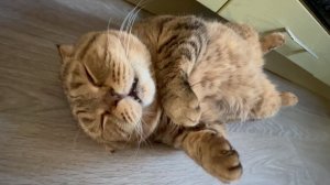 Жизнь вне орхидей- первый раз так ЗАТОПИЛО за 10 лет - один МИТЯ в нирване