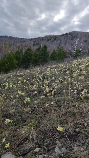 Подснежники расцвели
