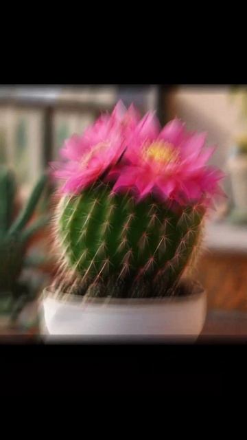 Эдит с кактусом 🌵 | @kaktus