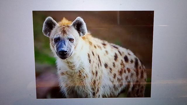 животные ,удивительный мир животных.