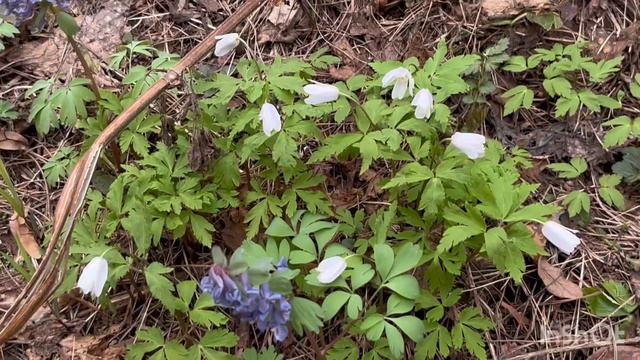 Подснежники