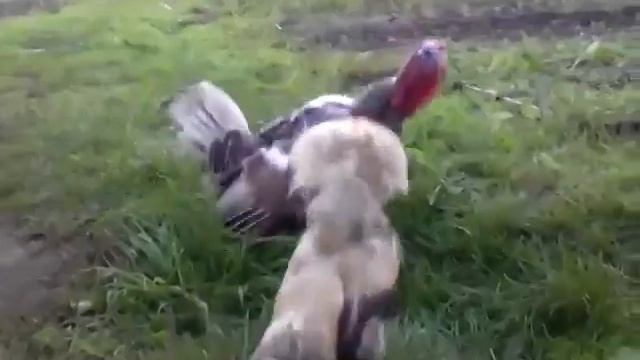 Петух против Индюка