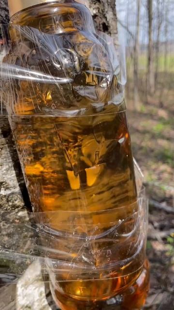 Березовый сок