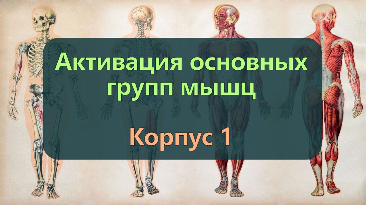 Активация мышц корпуса 1 — Поясничные и мышцы живота