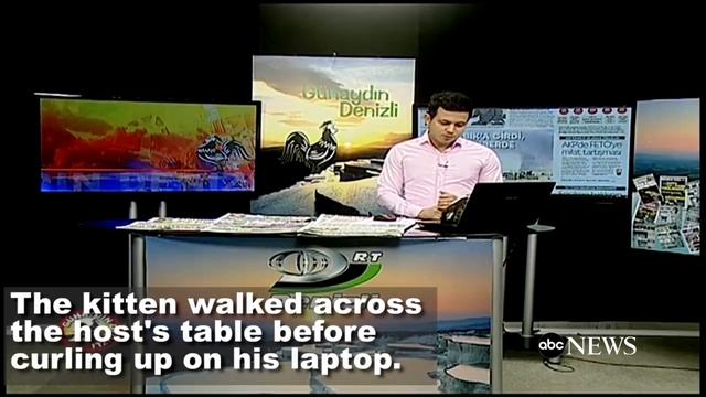 Kitten Interrupts TV Broadcast