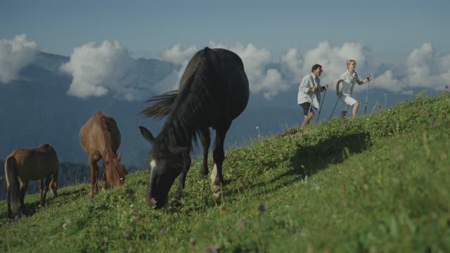 Лето в Rosa Springs