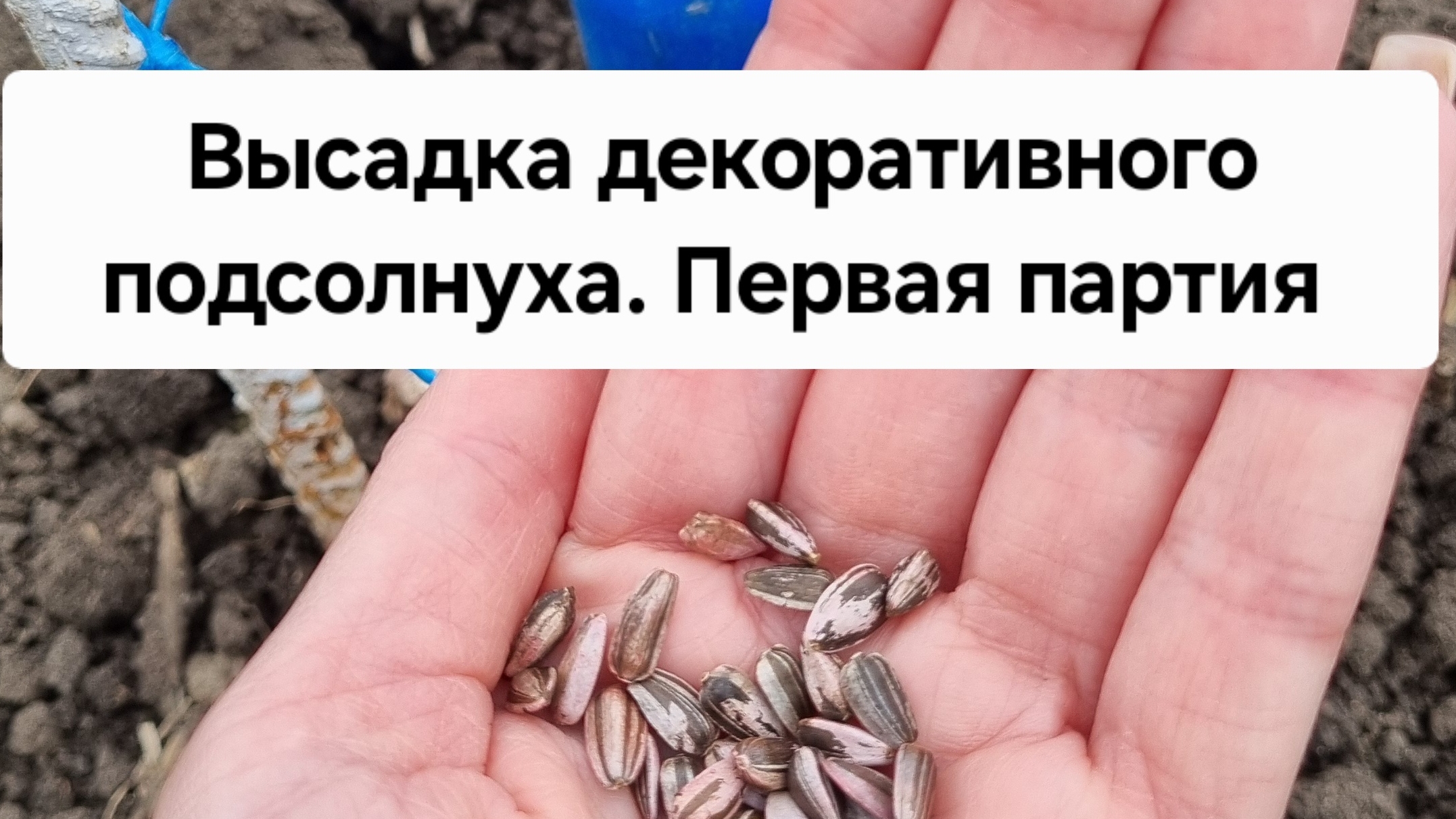 Высадка декоративного подсолнуха. Первая партия