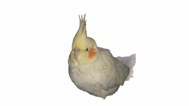 Правила горошнего пердения (ПГП) 1Серия