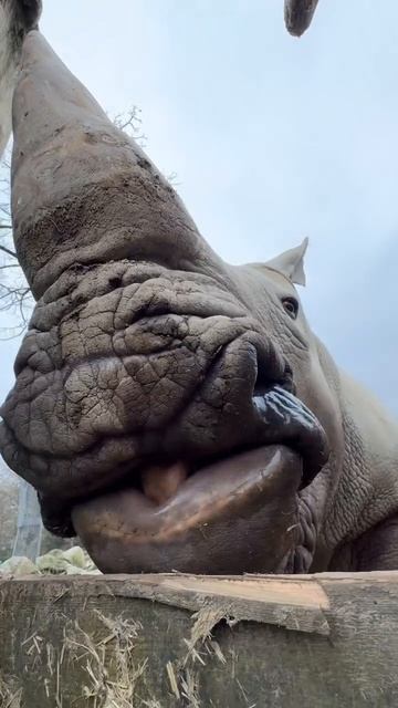 Мукбанг от носорога.