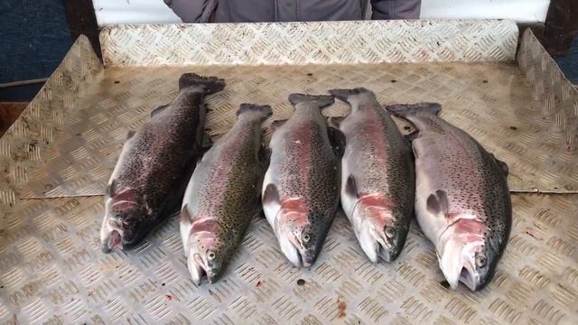 улов форели 11.5 кг