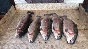 улов форели 11.5 кг