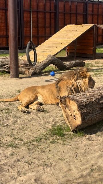 Я серьезный кот!