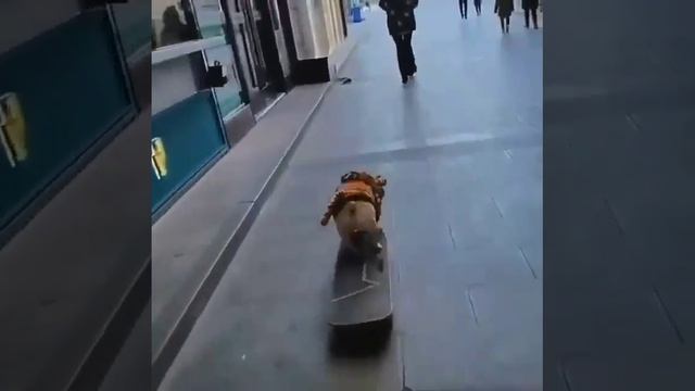 Крутой перец