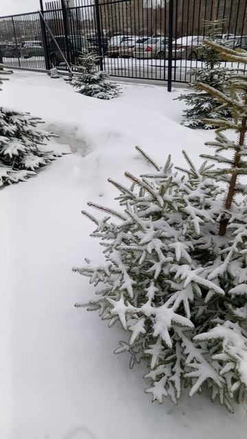 Снег в апреле