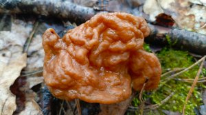 Поход за Строчками в Подмосковный лес.