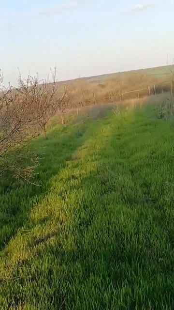 05 апреля 2026 абрикос цветет под Таганрогом