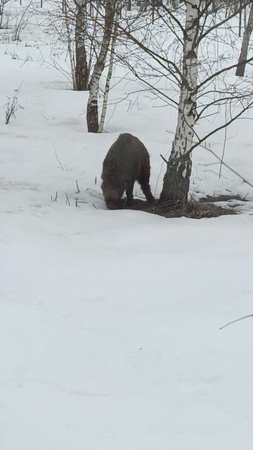 Охота на Кабана