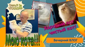 Влог. Мою кота. Супер сушилка для котов. Вечерний чай