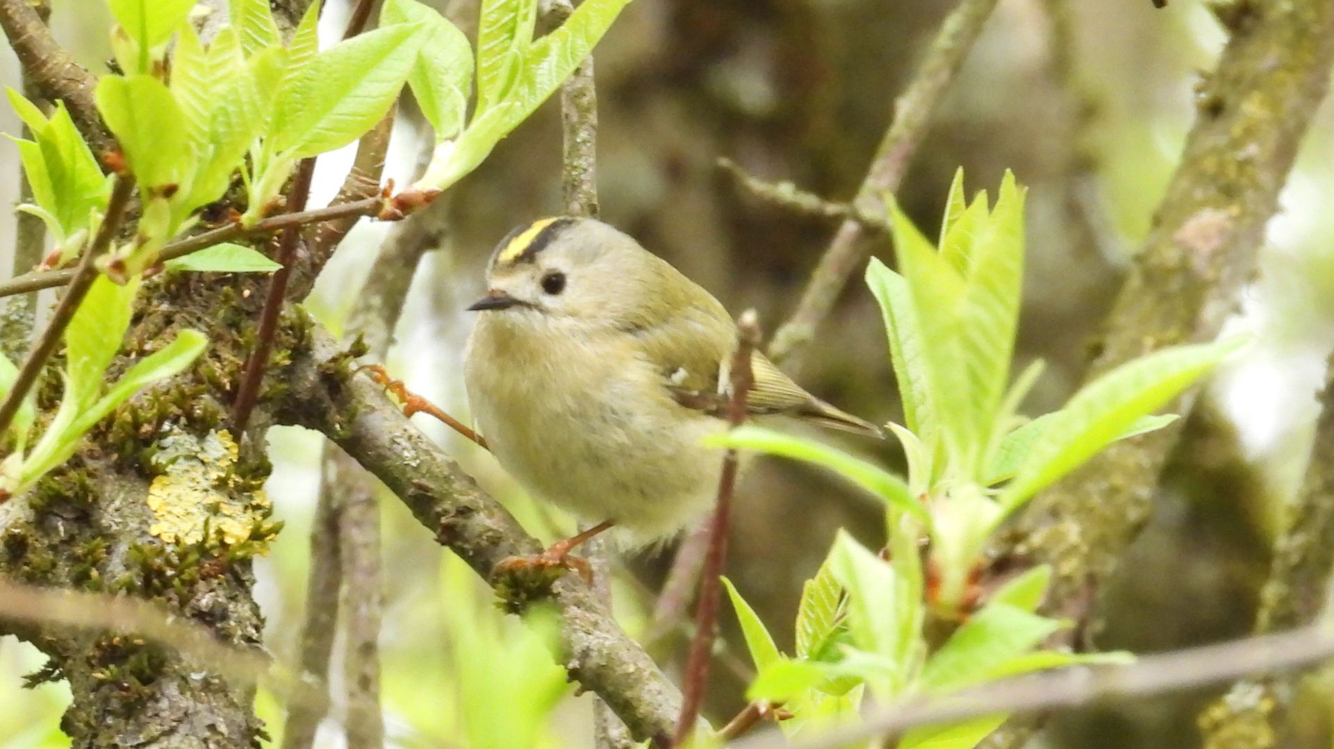 Желтоголовый королёк, бёрдвотчинг в Новгородской области, Перынский скит, 19 апреля 2026