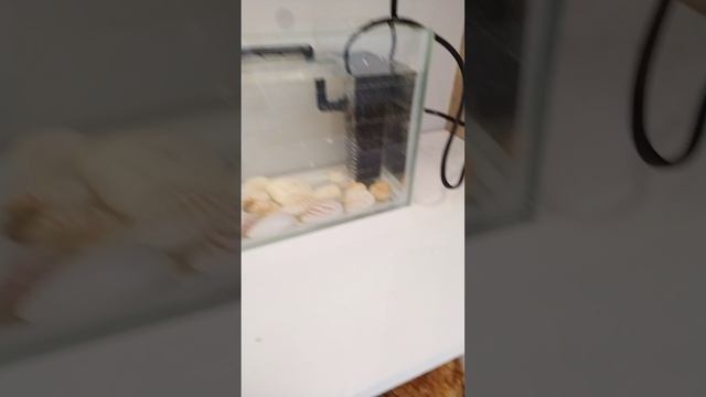 У меня появились рыбы часть 2