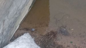 Лохини нехрен тут сидеть