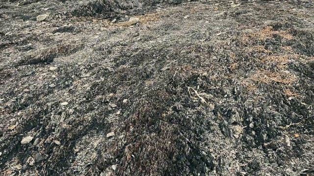 Автотрип по Сахалину. (Южно-Сахалинск-Невельск-Холмск-Татарский пролив)