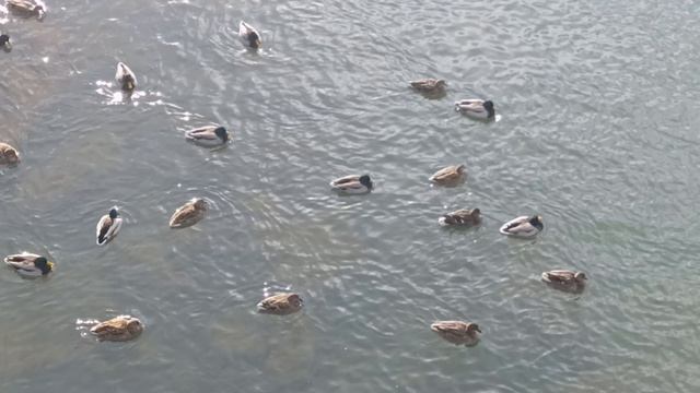 Утки. 5 марта 2026 года.