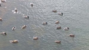 Утки. 5 марта 2026 года.