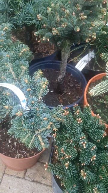 ❤🌲Хвойные растения в ассортименте 
✔Продажа растений в макс и телеграм канале: Https://t.me/love_is_