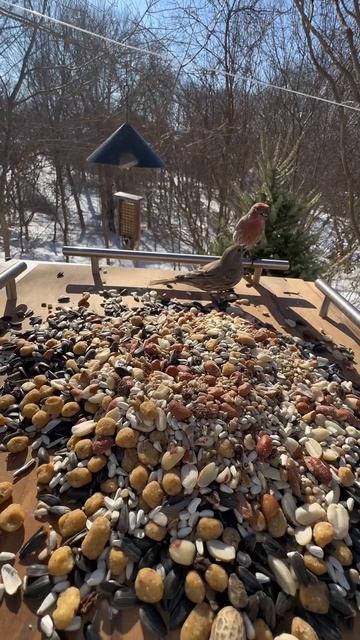 Кормление птиц