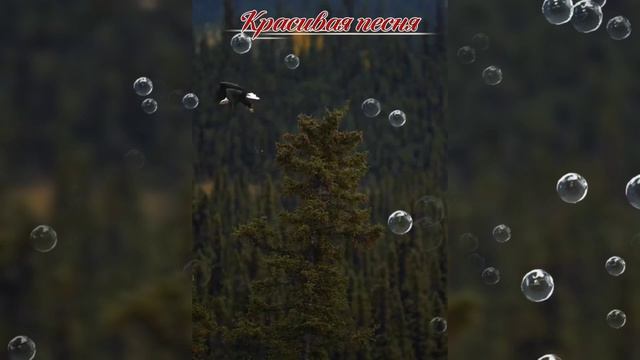 Песни для души. Новая песня Аккордеон.