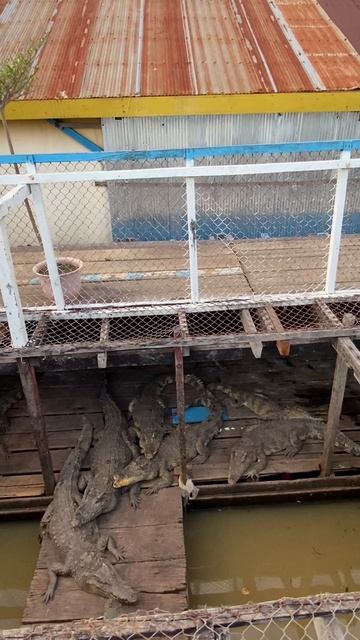 Камбоджа, озеро Тонлесап 60