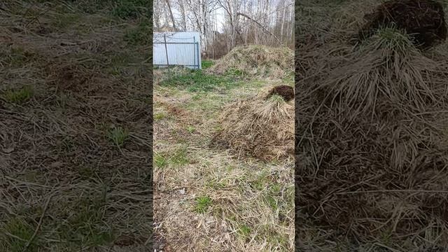 Весна,проводим чистку и обеззараживание козовника