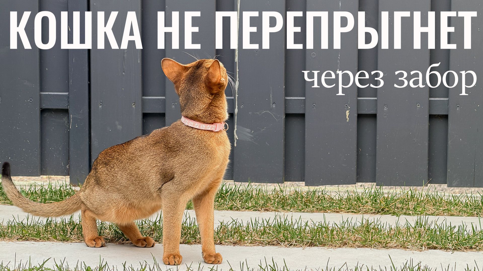№129. Кошки прыгают через забор и убегают? Больше не проблема!