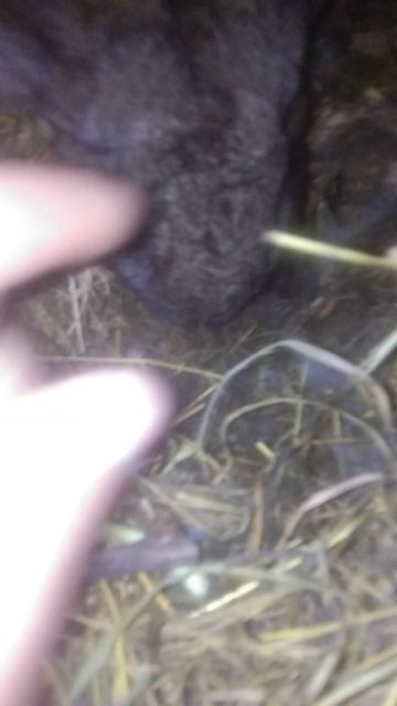 Крольчата на 5 день ,важна и опасна процедура