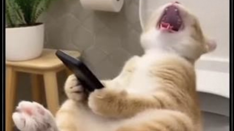 СМЕШНЫЕ ВИДЕО С КОТАМИ!|ВИДЕО С ЮТУБ ШОРТС