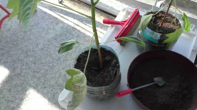 Клещевина 19 апреля