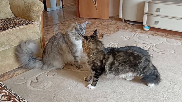 Утренняя разминка котов