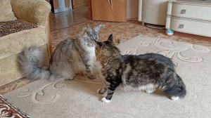 Утренняя разминка котов