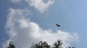 Всех мышей распугали!