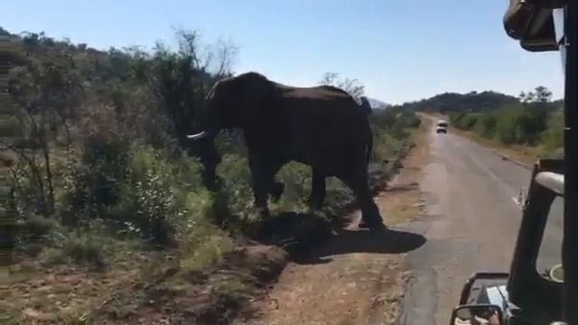 Elephant Encounter South Africa