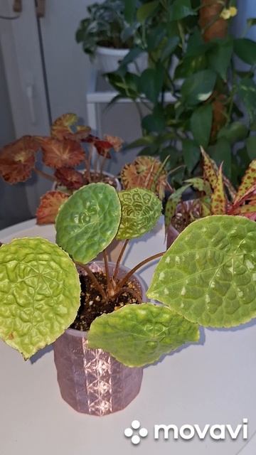 ПАРАД БЕГОНИЙ.КОМНАТНЫЕ РАСТЕНИЯ(ЦВЕТЫ).